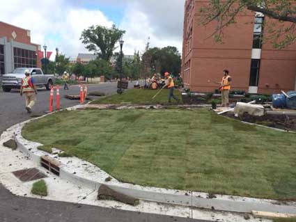 New curb landscaping New curb landscaping